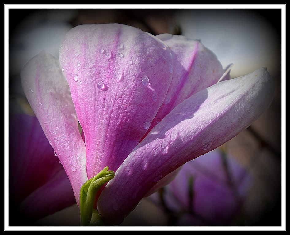 Print In Class B By Arthur Meole For Shower Fresh MAY-2019.jpg